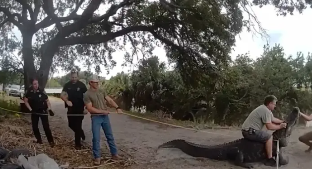 美佛州惊现3.8米巨鳄 在小路上踱步