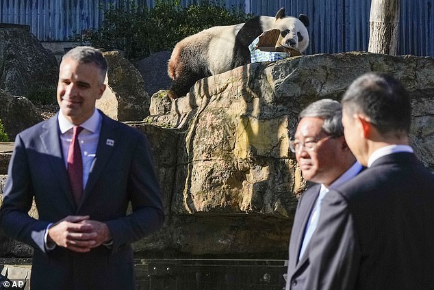 中文 Premier Li Qiang (pictured centre) announced a panda swap at Adelaide Zoo on Sunday