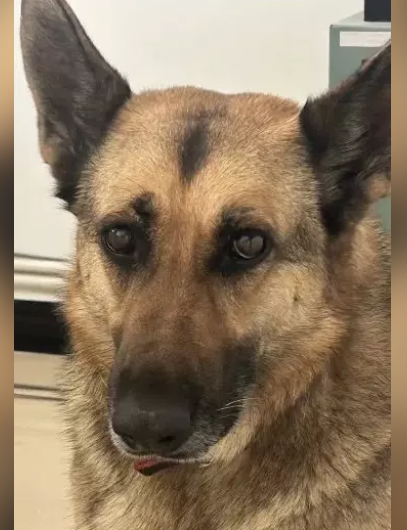 公安局警犬被偷 网友:去狗肉馆看看? 公安局警犬被偷 网友:去狗肉馆看看?