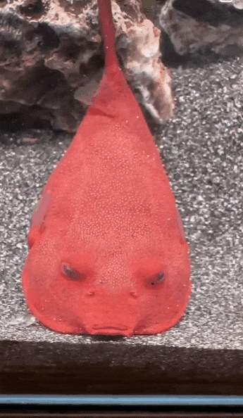 年輕人怎麼開始流行養醜魚了？