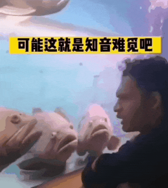 年輕人怎麼開始流行養醜魚了？
