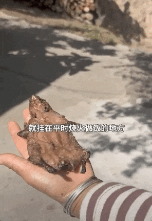 老鼠烂饭,云南佤族的轻奢食物 老鼠烂饭,云南佤族的轻奢食物
