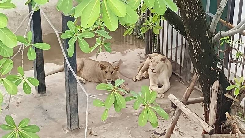 泰国芭达雅一对中国夫妻涉嫌非法饲养狮子,4日遭当地警方发现依法送办。(撷取自Buzzin Pattaya/Facebook) alauae__000.jpg