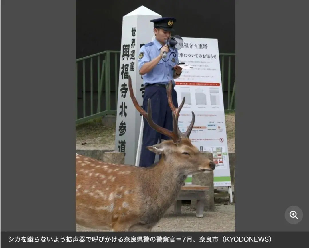 中国游客日本踢鹿被骂，连声说Sorry？真相是…