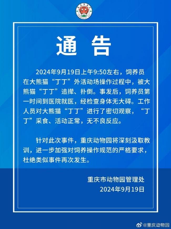 重庆动物园大熊猫狂追扑倒饲养员 游客吓得尖叫