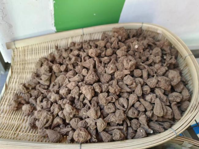 云南汉不信邪 煮食剧毒中药中毒3次抢救3次