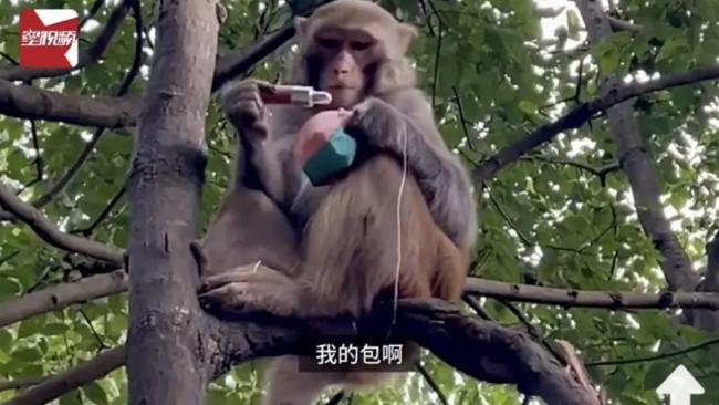 很“秃”然：贵州景区猕猴扯下游客假发