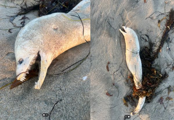 海滩发现恐怖白色海怪 “大嘴尖牙”吓坏网民 海滩发现恐怖白色海怪 “大嘴尖牙”吓坏网民