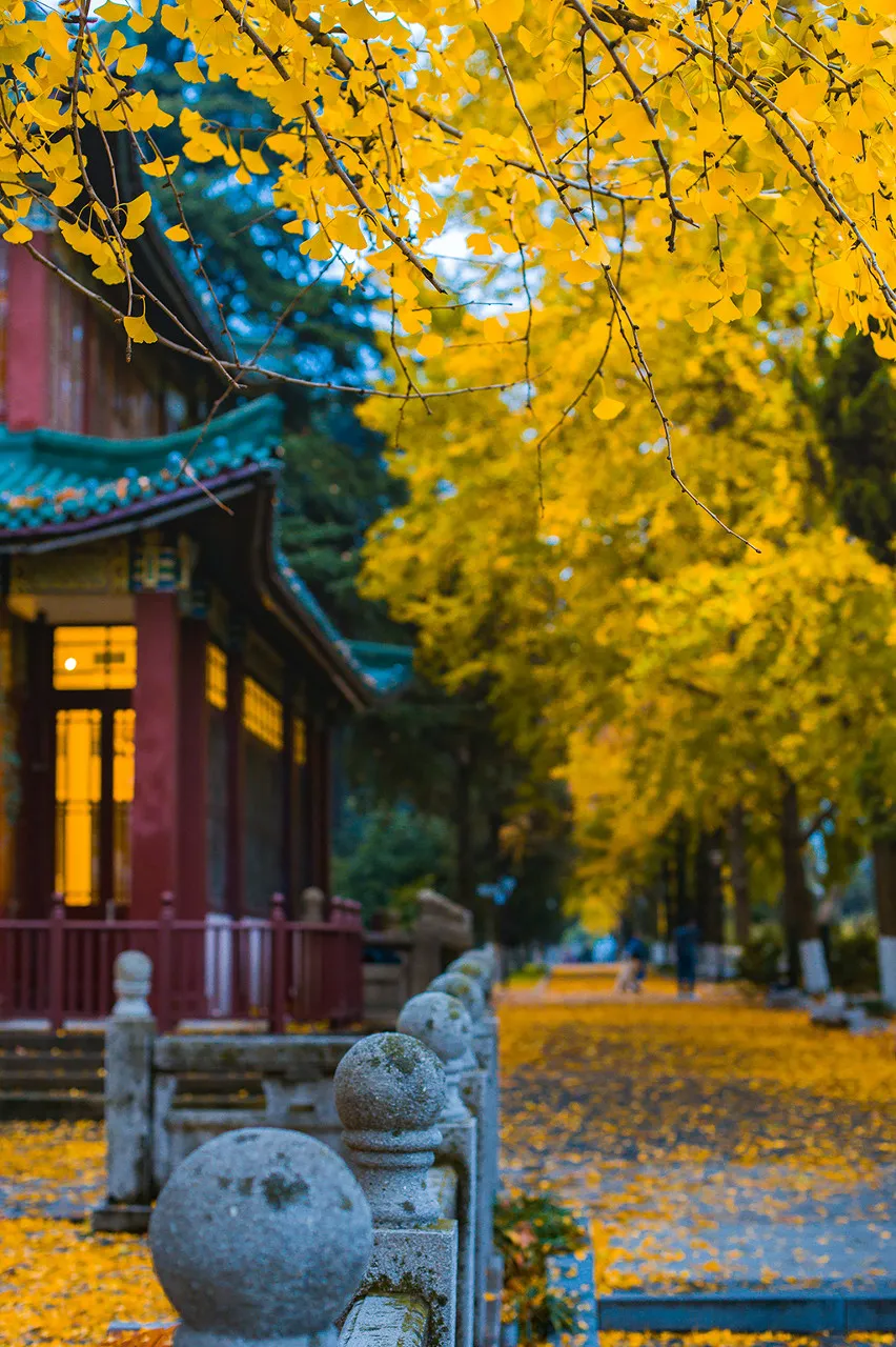 高铁直达！国内秋景天花板就在这座千年古城