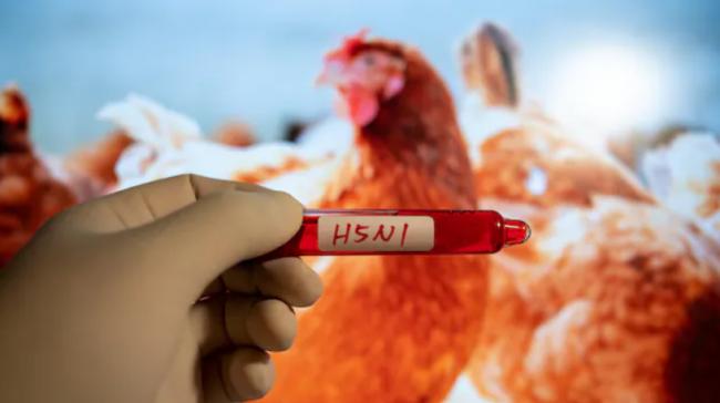 H5N1лתΪΣ֢