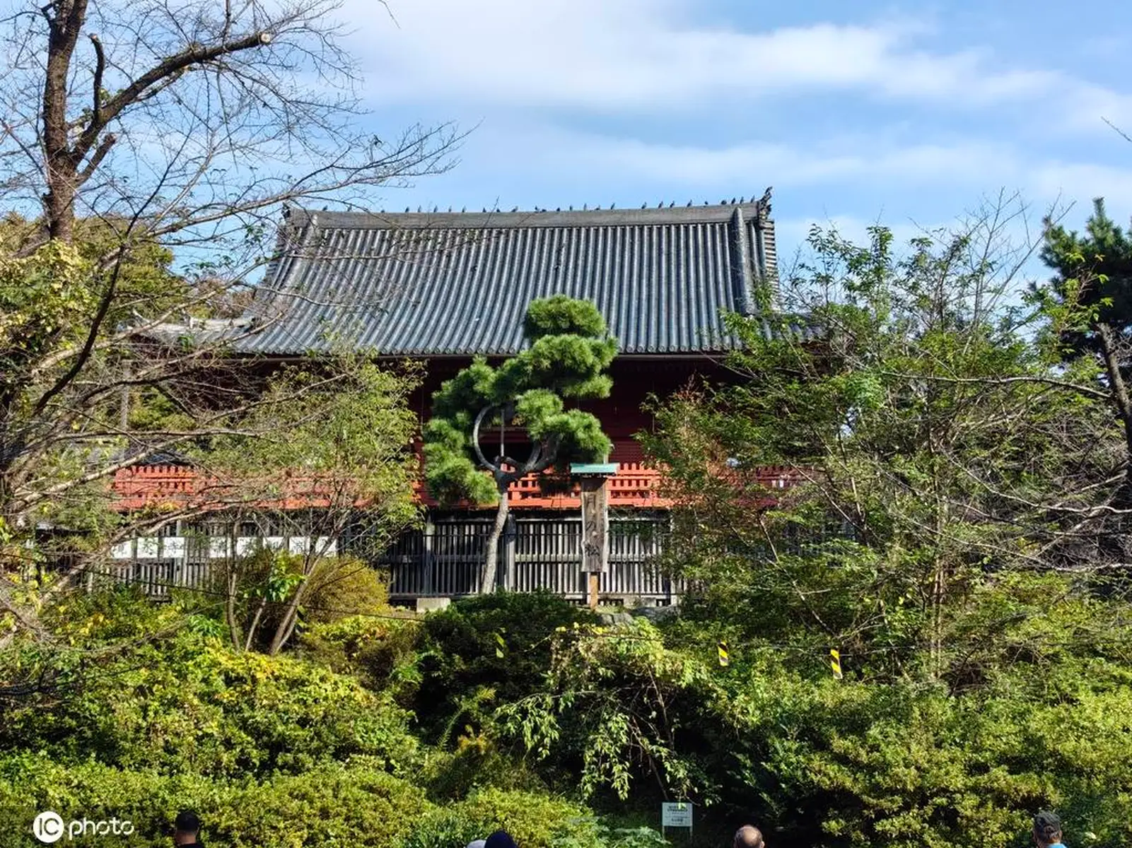 漫游日本东京上野公园 繁花似锦醉游人