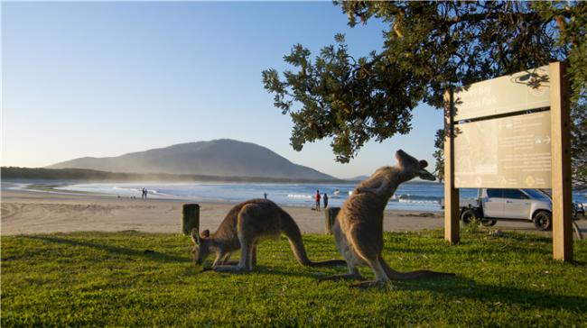 开启奇妙冒险 探秘新南威尔士州野生动物奇观 开启奇妙冒险 探秘新南威尔士州野生动物奇观