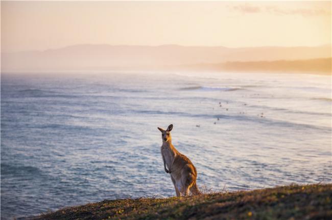 开启奇妙冒险 探秘新南威尔士州野生动物奇观 开启奇妙冒险 探秘新南威尔士州野生动物奇观