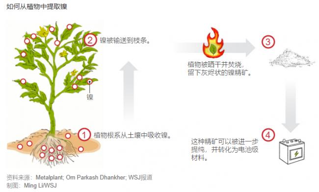 对抗中国矿物主导地位的新武器：植物