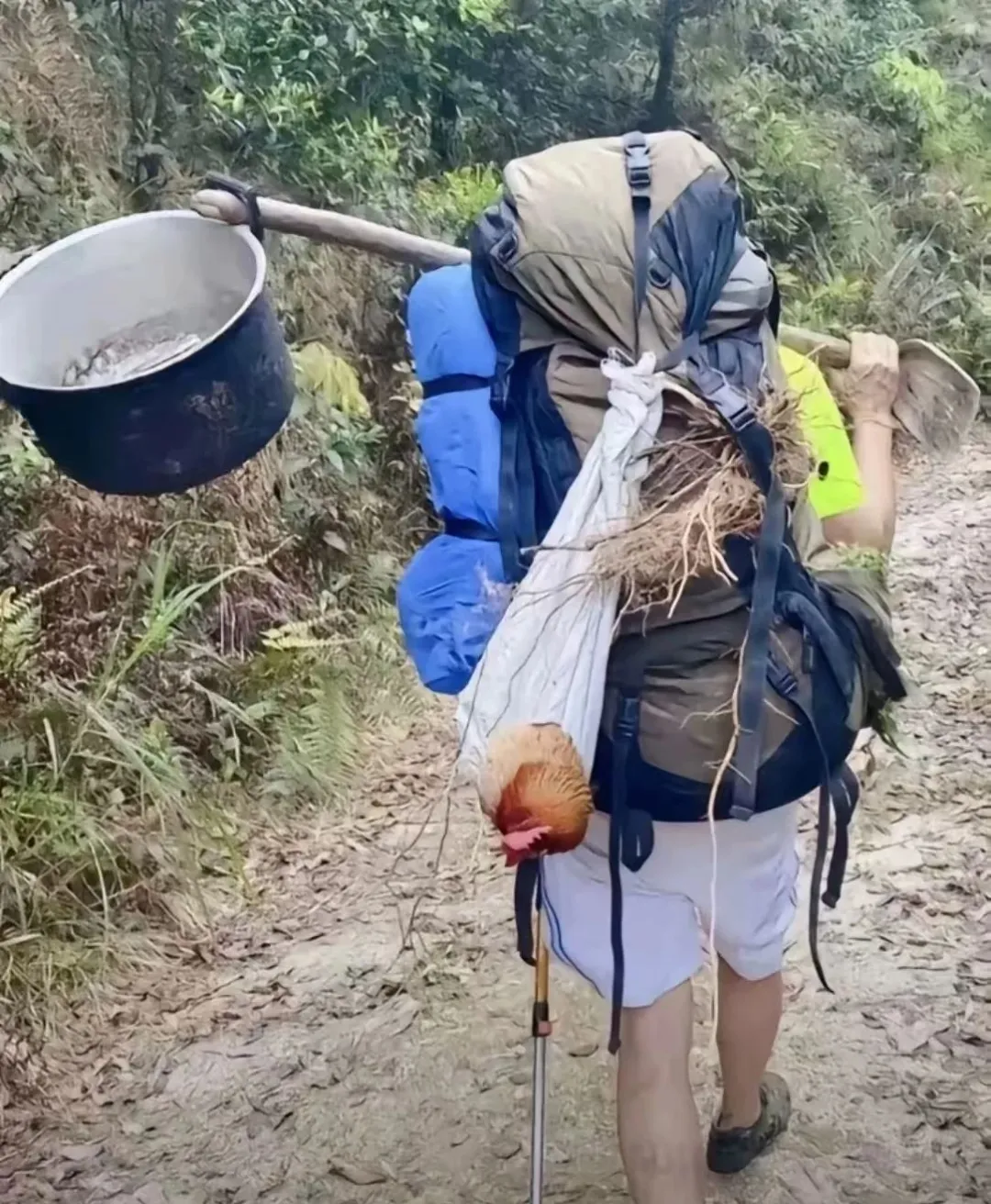 为何徒步人登山，喜欢带着活鸡？