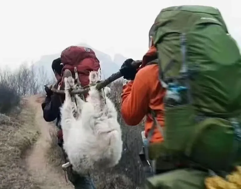 为何徒步人登山，喜欢带着活鸡？