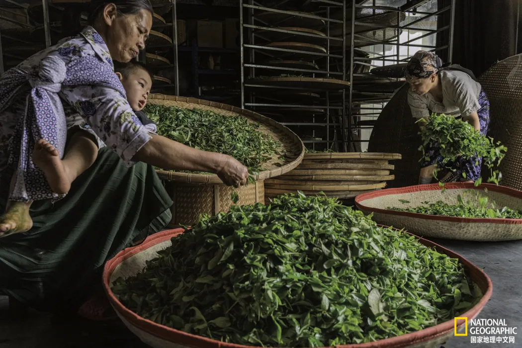 走进世界顶级古茶林