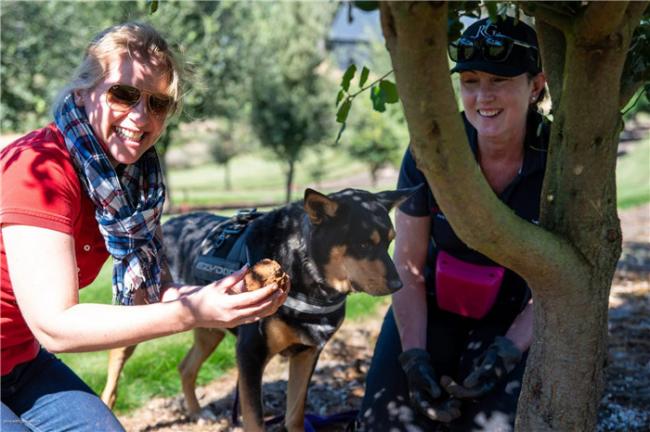 探寻黑金宝藏 松露奇遇之旅 探寻黑金宝藏 松露奇遇之旅