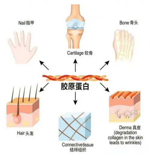 胶原蛋白的重要作用:提升内外健康的关键 胶原蛋白的重要作用:提升内外健康的关键