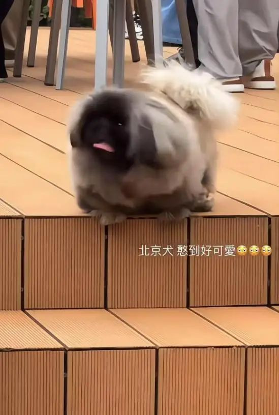 汪小菲婚房曝光！院子超大装修豪华，曝婚礼菜单