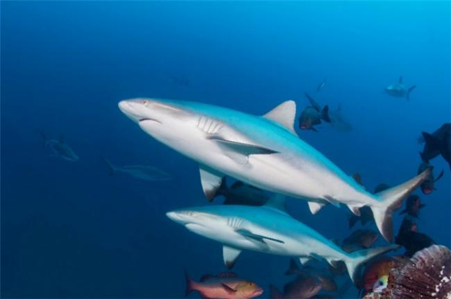 浪漫斐济 与爱人共赴快乐岛屿的探险之旅 浪漫斐济 与爱人共赴快乐岛屿的探险之旅