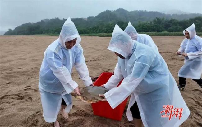 1.75亿年物种 广东渔民捕到“通天河神兽”