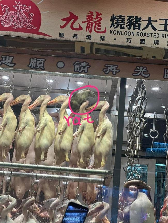 中国烧腊店惊见“爆肌巨鼠” 网&#178887;：快比鸭大