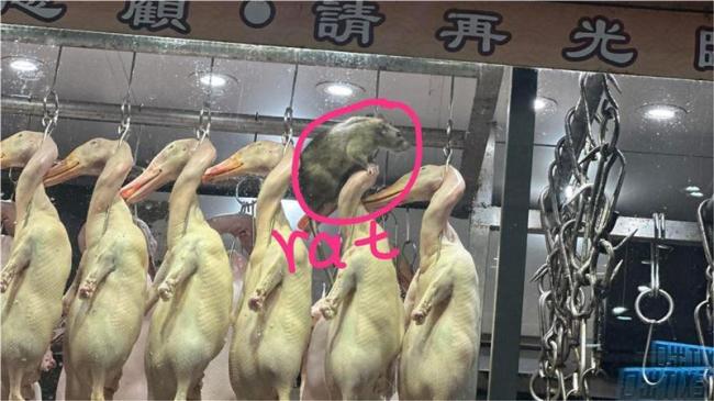 中国烧腊店惊见“爆肌巨鼠” 网&#178887;：快比鸭大