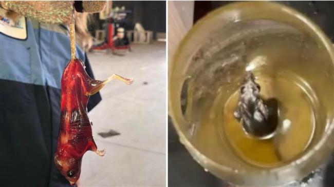 老鼠跌入油桶“竟活活泡成玻璃”？全身透亮见骨