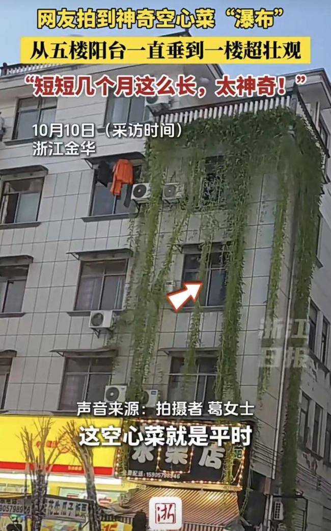 浙江居民楼现空心菜“瀑布”，网：根本吃不完