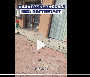 气温骤降 东北一夜入冬 都冻死了… 气温骤降 东北一夜入冬 都冻死了…