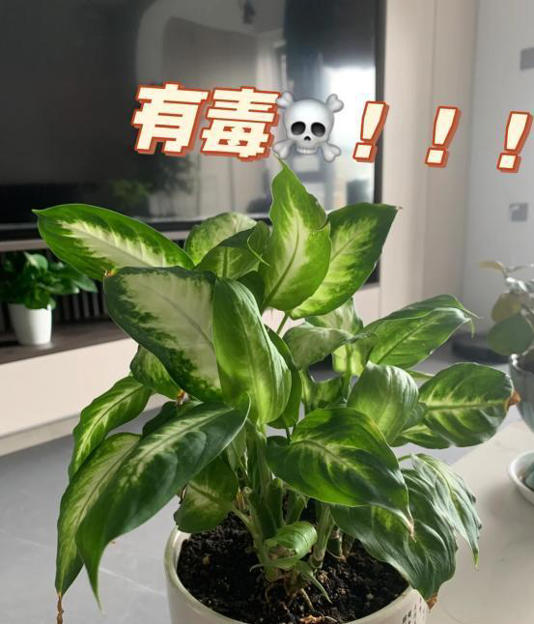 6种“损人花” 养在家里 花旺人不旺