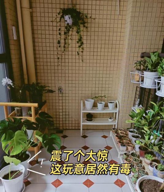 6种“损人花” 养在家里 花旺人不旺 6种“损人花” 养在家里 花旺人不旺