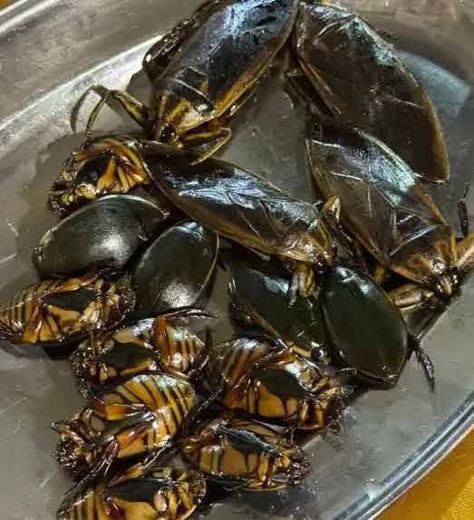 广东“6大怪菜”  外地人大都不敢吃 广东“6大怪菜”  外地人大都不敢吃