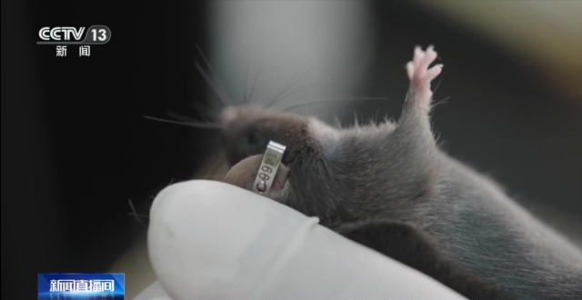 4只小鼠“过五关斩六将”上太空 4只小鼠“过五关斩六将”上太空