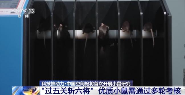 4只小鼠“过五关斩六将”上太空 4只小鼠“过五关斩六将”上太空