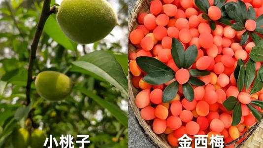 央视曝光   这些“高价水果”   有钱也别买 央视曝光   这些“高价水果”   有钱也别买