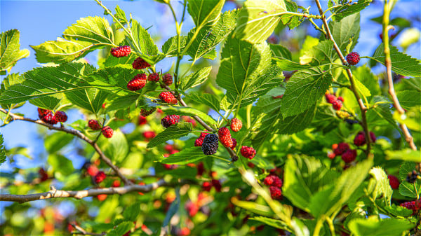 “门前有三树，家兴富三世” 是哪三种树