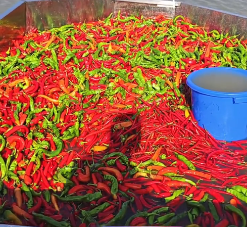 湖南的鱼也能吃辣 湖南的鱼也能吃辣