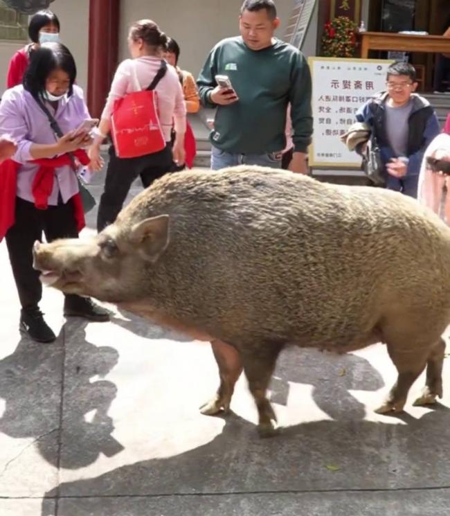 猪八戒后人？ 150KG野猪爆红