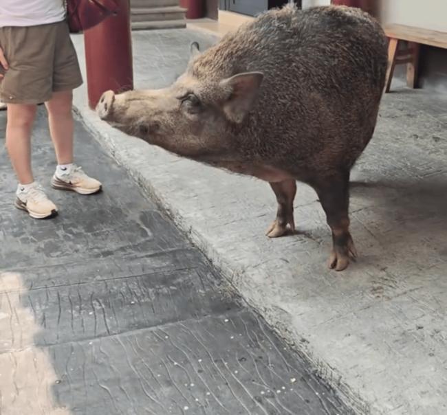 猪八戒后人？ 150KG野猪爆红