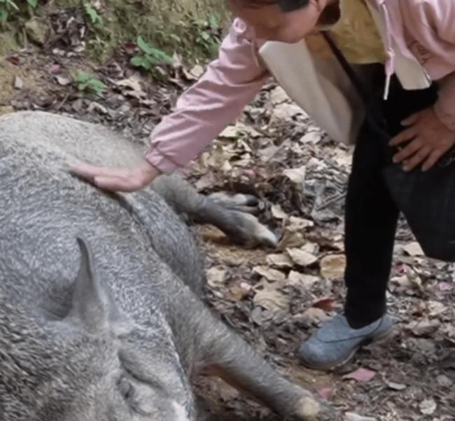 猪八戒后人？ 150KG野猪爆红