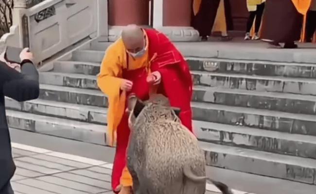 猪八戒后人？ 150KG野猪爆红