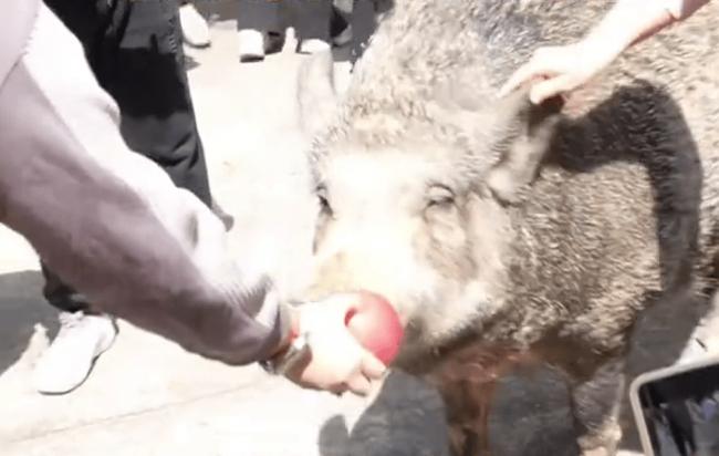 猪八戒后人？ 150KG野猪爆红