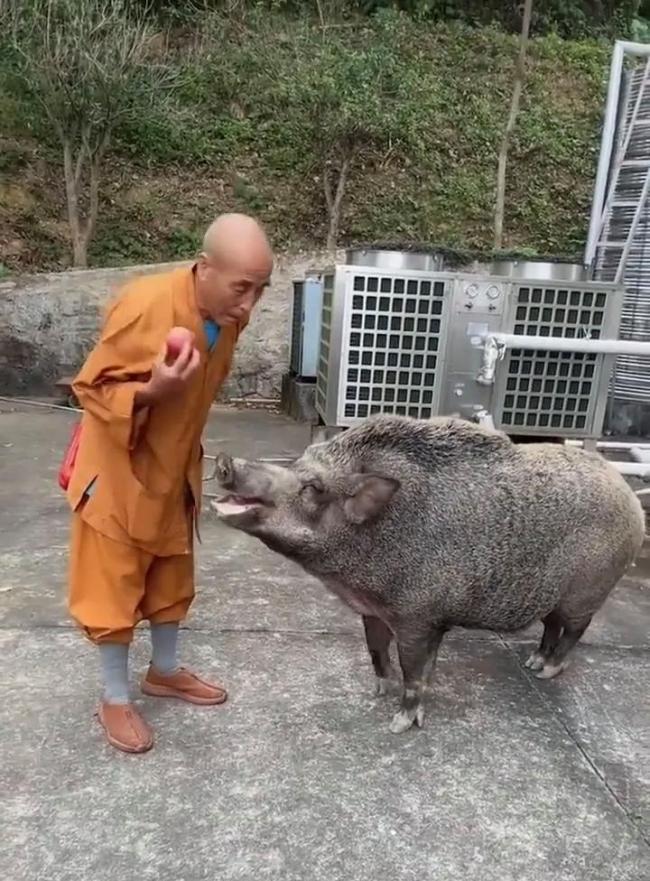 猪八戒后人？ 150KG野猪爆红