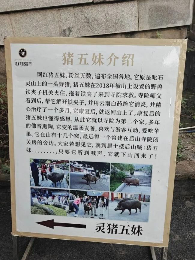 猪八戒后人？ 150KG野猪爆红