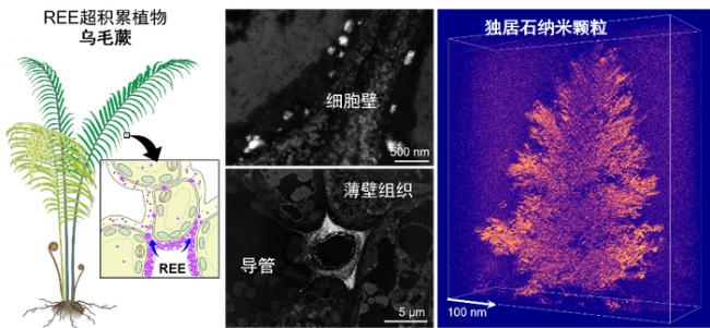 涉及稀土 中国科学家首次发现 涉及稀土 中国科学家首次发现