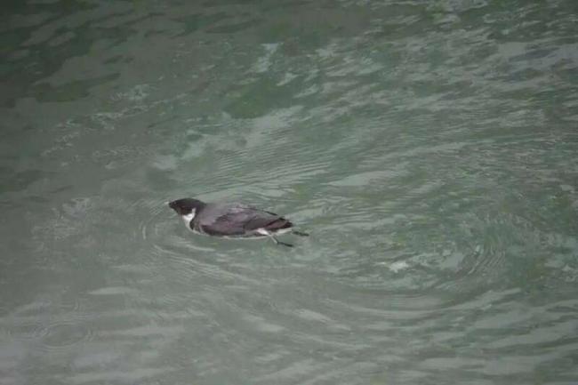 中国最贵的楼盘 它们居然可以免费入住 中国最贵的楼盘 它们居然可以免费入住