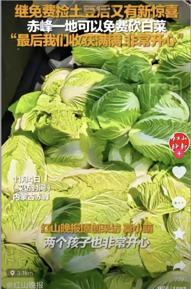 內蒙黨媒造謠白菜免費 400畝白菜被哄搶