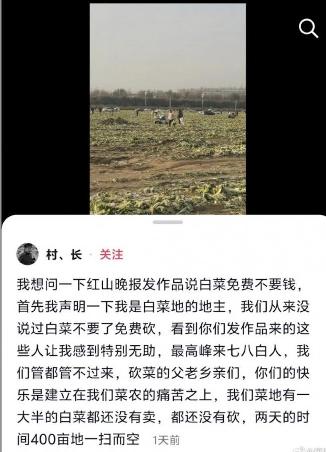 內蒙黨媒造謠白菜免費 400畝白菜被哄搶